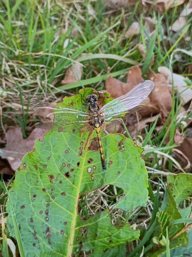 Ruby Whiteface, 5757 Liessel, Nederland, photo 9 of 10