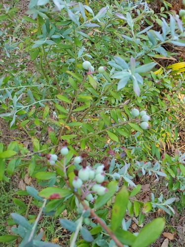 Image of Vaccinium darrowii by no rights reserved