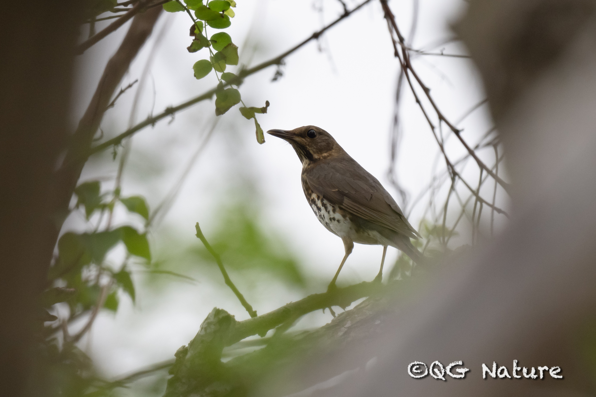 Japanese Thrush