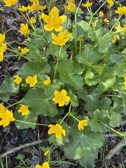 Sumpfdotterblume (Caltha palustris): Herkunft und Verwendung — Foto 2