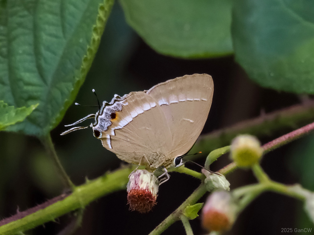 Tajuria cyrillus