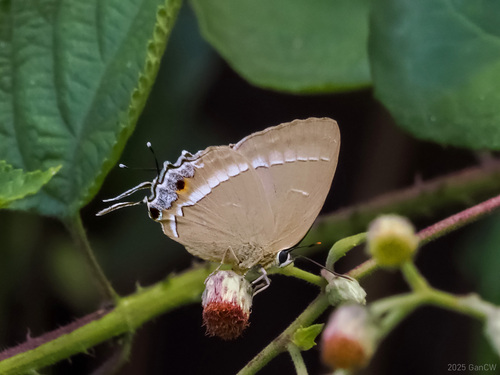 Tajuria cyrillus