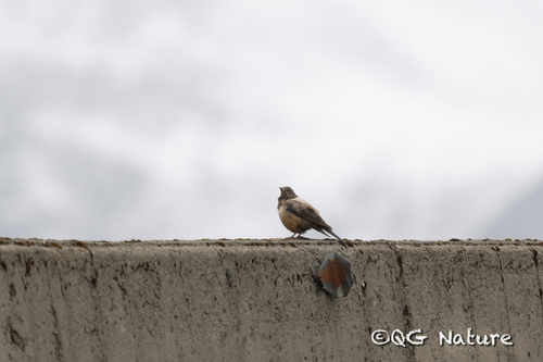 white-backed thrush (Turdus kessleri)