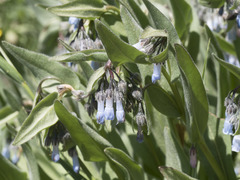 Mertensia oblongifolia