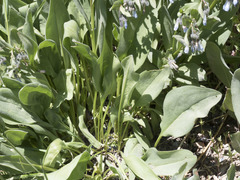 Mertensia oblongifolia