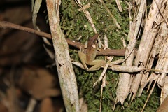 Craugastor fitzingeri