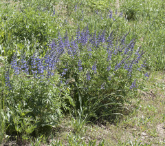 Lupinus arbustus