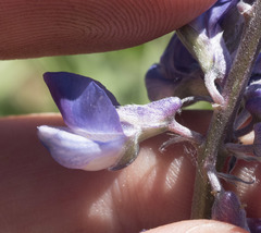 Lupinus arbustus