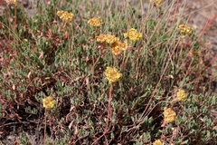 Oligogonum