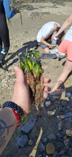 Avistamiento Posidonia oceánica
