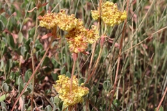 Oligogonum