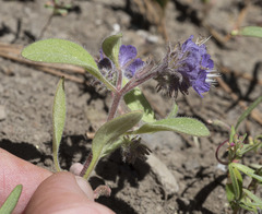Phacelia humilis