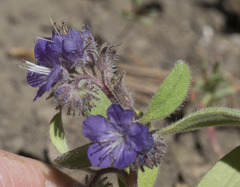 Phacelia humilis