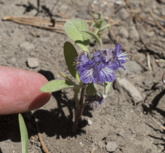 Phacelia humilis