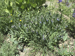 Mertensia oblongifolia