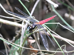 Lyriothemis