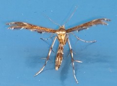 Dejongia lobidactylus
