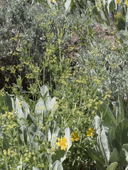 Osmorhiza occidentalis