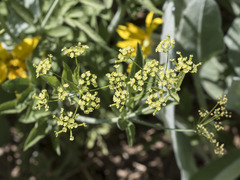 Osmorhiza occidentalis