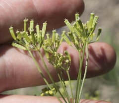 Osmorhiza occidentalis