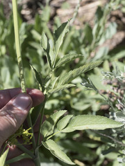 Osmorhiza occidentalis