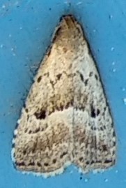 Broken-line Hypenodes Moth