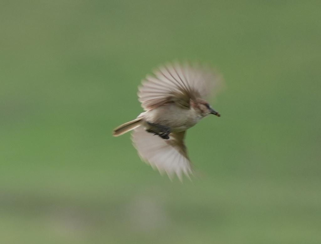 Ground Tit