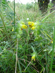Rhinanthus serotinus