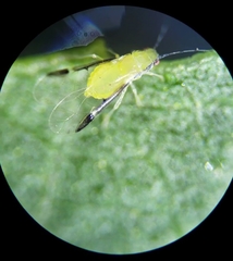 Monellia caryella