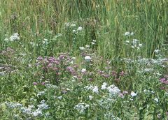 Pluchea odorata succulenta