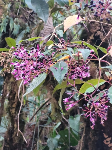 Image of Fuchsia paniculata by (c) Magdalena Ginko, some rights reserved (CC BY)