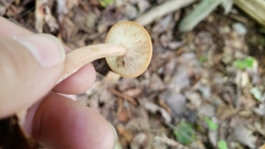 Lactarius oculatus