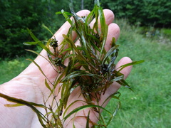 Potamogeton obtusifolius