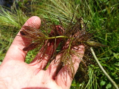 Ceratophyllum submersum