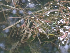 Potamogeton obtusifolius