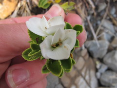 Veronica macrantha macrantha