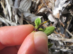 Veronica macrantha macrantha