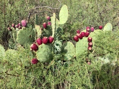 Opuntia discata