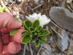 Veronica macrantha macrantha
