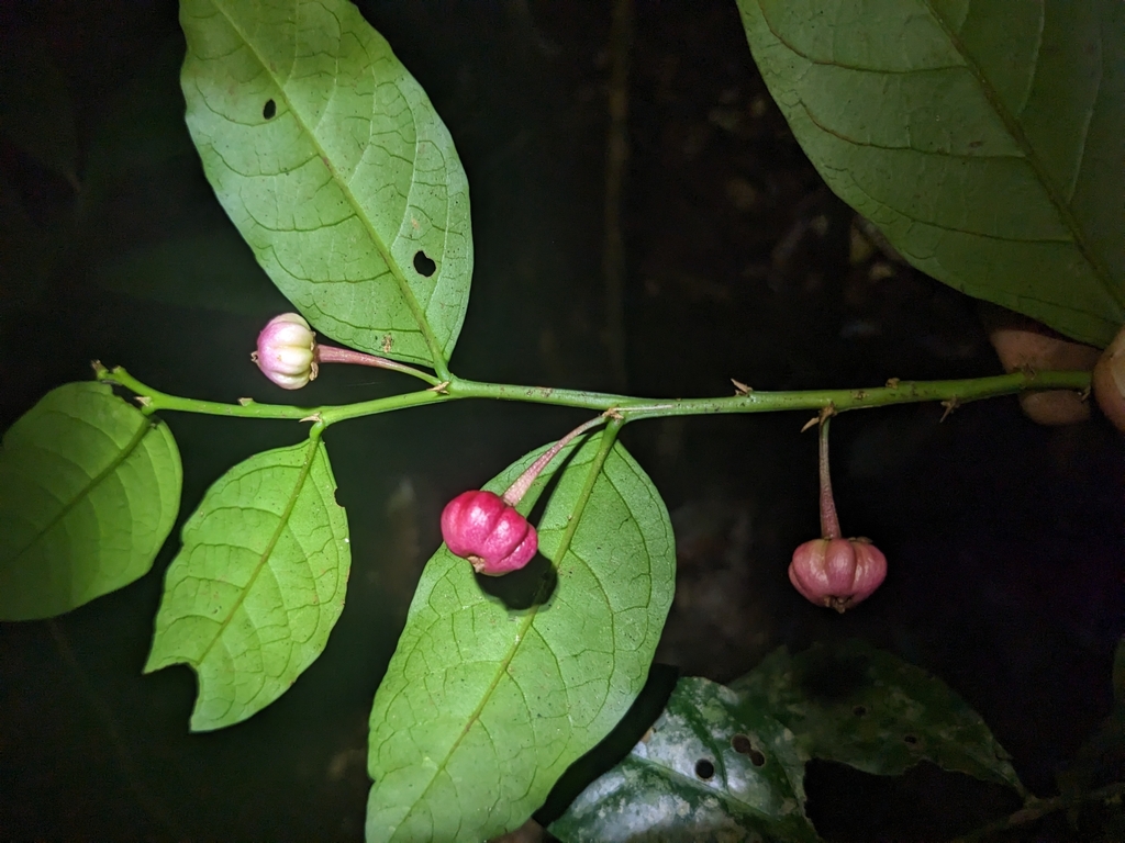 Breynia macrantha; photograph Matt B, CC BY, iNaturalist via GBIF