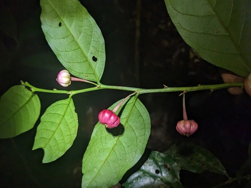 Breynia macrantha