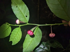 Breynia macrantha