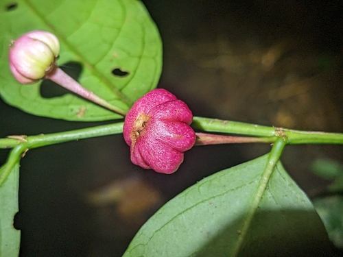 Breynia macrantha, photograph 2