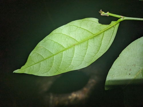 Breynia macrantha, photograph 3