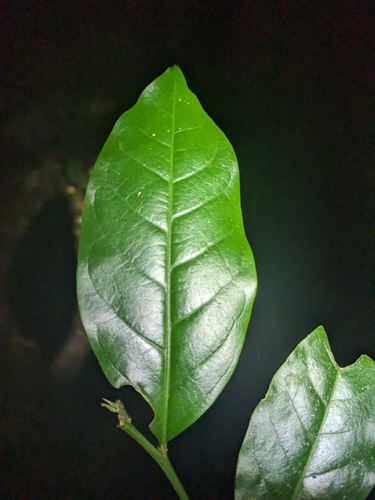 Breynia macrantha, photograph 4