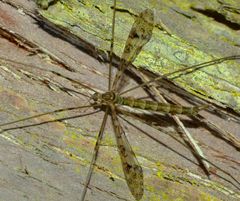 Austrolimnophila argus