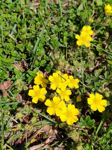 Potentilla pusilla, photograph 5