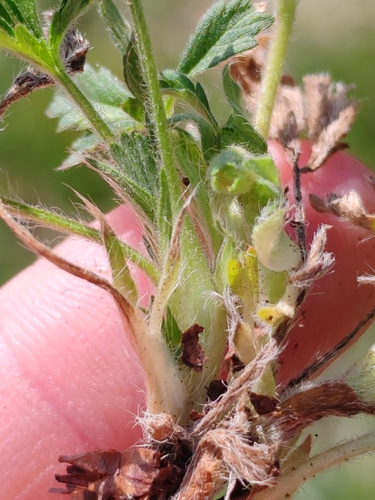 Potentilla pusilla, photograph 6