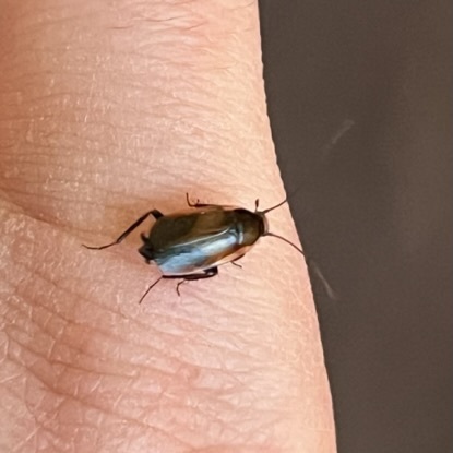 Phyllodromica maculata
