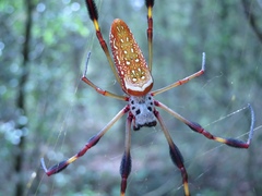 Trichonephila clavipes image